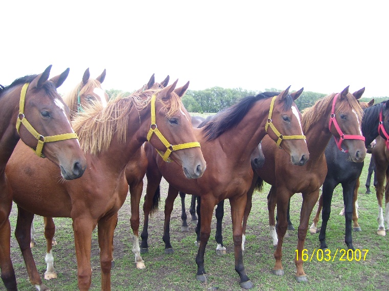 SERVICIOS SANIDAD EQUINA ASESORAMIENTO EN SANIDAD